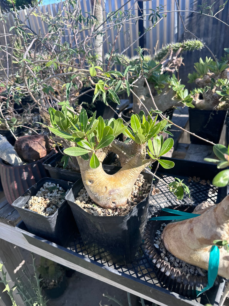 Pachypodium densiflorum